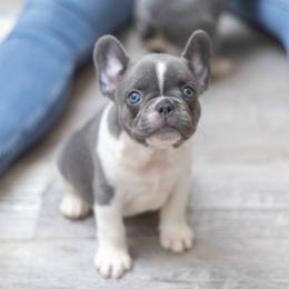 Simba - Blue male French Bulldog puppy in Austin, Texas from Ward's Frenchies 2 Yours