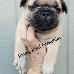 Robb - Fawn male French Bulldog puppy in Overland Park, Kansas from Simply Kind Frenchies