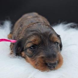 Dark Pink Collar ON HOLD - Red female Dachshund puppy in Zebulon, North Carolina from Salt of the Earth Dachshunds