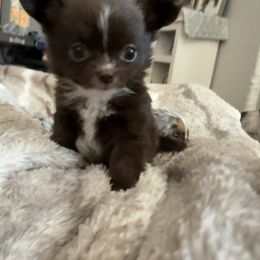 Chihuahua Puppies from Dreamy Divine Chihuahuas