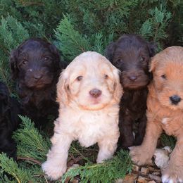 Australian Labradoodles from Rocky Mountain Labradoodles