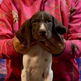Christopher - Liver and white male German Shorthaired Pointer puppy in Aitkin, Minnesota from Whispering’s GunDogs