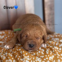 Clover - Apricot male Goldendoodle puppy in Lancaster, Minnesota from North Star Dog Training