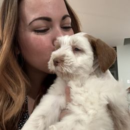 Miniature Schnauzer Puppies from Dixie Pearl Schnauzers