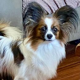 Reese - Papillon