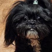 Shichons from Tri-County Kennels