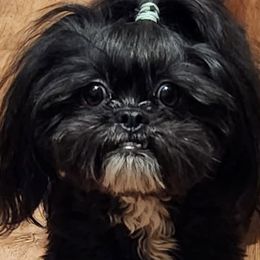Shichons from Tri-County Kennels