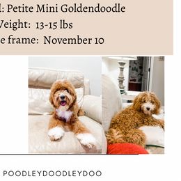 Bella - Goldendoodle