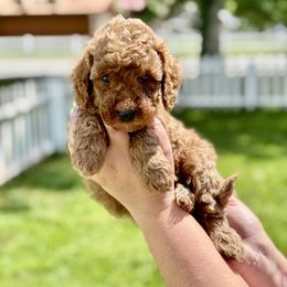 Ash - male Double Doodle puppy in Columbus, Montana from Comfort Doodle