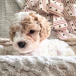 Lexus - Blenheim female Cavapoo puppy in Gunnison, Utah from Curls and Camo Pups