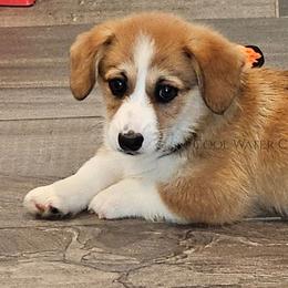 Chocolate Chip - Red male Pembroke Welsh Corgi puppy in Kiowa, Colorado from Cool Water Corgis LLC