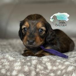 Purple Collar - Red female Dachshund puppy in Cheyenne, Wyoming from Golden Badger Kennels