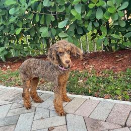 Seraphina - Poodle