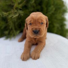 Green - Dark golden male Golden Retriever puppy in Utah from Deseret Peak Goldens
