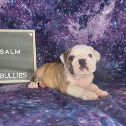 Psalm - Red brindle and white male Bulldog puppy in Hillsdale County, Michigan from KZ Bullies LLC