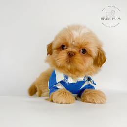 Ebbe - Cream and white male Shih Tzu puppy in League City, Texas from Divine Pups