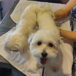 Maltese from Pure Breed Maltese puppies by Harmony