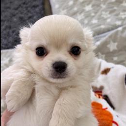 Sage - Cream male Chihuahua puppy in Bucks County, Pennsylvania from Sweet Bean Chihuahuas
