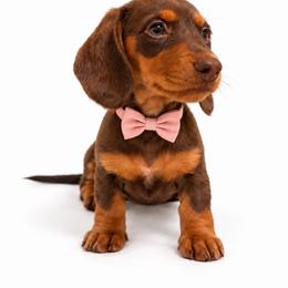 Francesca - Chocolate and tan female Dachshund puppy in Illinois from William Rotsaert