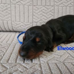Elwood - Black and rust male Doberman Pinscher puppy in Blanchester, Ohio from Battle Creek Dobermans