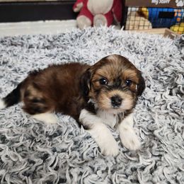 Marseilles - Red male Havanese puppy in Alabama from Havanese Cuban Cuties