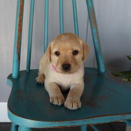Snicker - Yellow female Labrador Retriever puppy in Camden, Indiana from Camden's Caring Canines