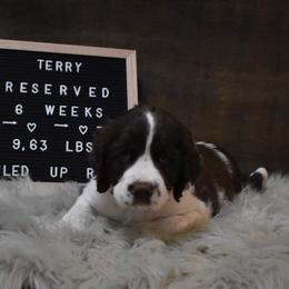 English Springer Spaniel Puppies from Riled Up Ranch Springer Spaniel Puppies