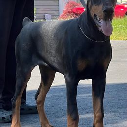 Torri - Black and rust Doberman Pinscher puppy in Massachusetts from Di Nonno Dobermann