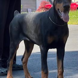 Torri - Black and rust Doberman Pinscher puppy in Massachusetts from Di Nonno Dobermann