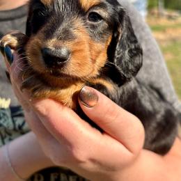 Juliet X Bandit AKC - Black and tan male Dachshund puppy in Delano, Tennessee from Olive Branch Acres