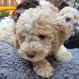 Bruno - Lagotto Romagnolo