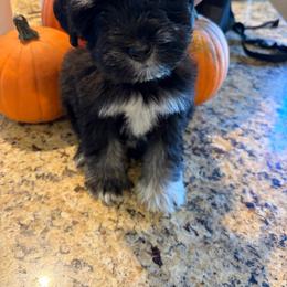 Pebbles - Black female Miniature Schnauzer puppy in Bloomington, California from Mini Beard Buster Kennel