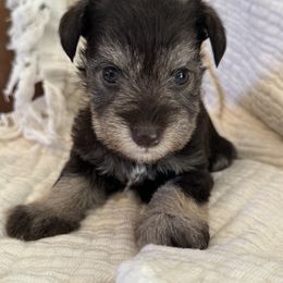 Miniature Schnauzer Puppies from Miniature Schnauzer Paradise llc