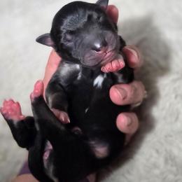 Raven - Black tri-color female Australian Shepherd puppy in Salem, Oregon from Steady Aim Aussies