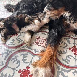 Bernedoodle, Cockapoo, and Goldendoodle Puppies from Avery Doodle Day LLC