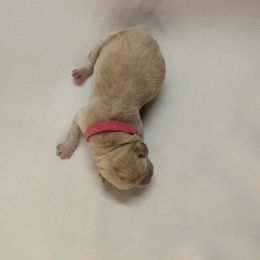 Dilute Retriever and Labrador Retriever Puppies from LC Hunting Labs, LLC.