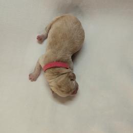 Dilute Retriever and Labrador Retriever Puppies from LC Hunting Labs, LLC.
