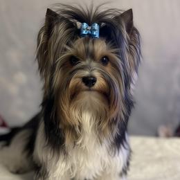 Toby - Biewer Terrier