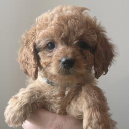 Cavalier - Red male Cavapoo puppy in Greenville, South Carolina from Reedy River Doodles