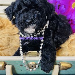 Purple - Black female Poodle puppy in Leoma, Tennessee from Southbound Kennel