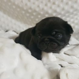 Mr. Blue - Black male Pug puppy in Gore, Oklahoma from Pugs on Pecan