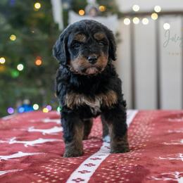 Kilimanjaro - Phantom female Bernedoodle puppy in Eureka, Illinois from Joley Aire Family Dogs