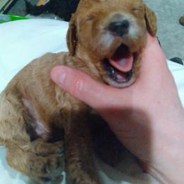 Cockapoo Puppies from Ouachita River Cockspoos