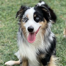 Duke - Miniature Australian Shepherd