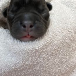 French Bulldog Puppies from Fantastic Frenchies