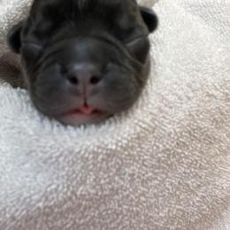 French Bulldog Puppies from Fantastic Frenchies