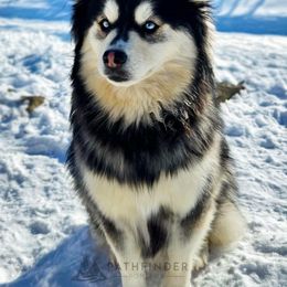 ATHENA - Pomsky