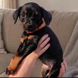 Melissa Duck - Black and rust female Doberman Pinscher puppy in Wellington, Ohio from Jessie (TDD, llc)
