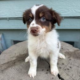 Carson - Red tri-color male Australian Shepherd puppy in Grants Pass, Oregon from Carmel Mountain Aussies