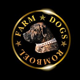 Boerboel All Grown Up from Romboel farm dogs
